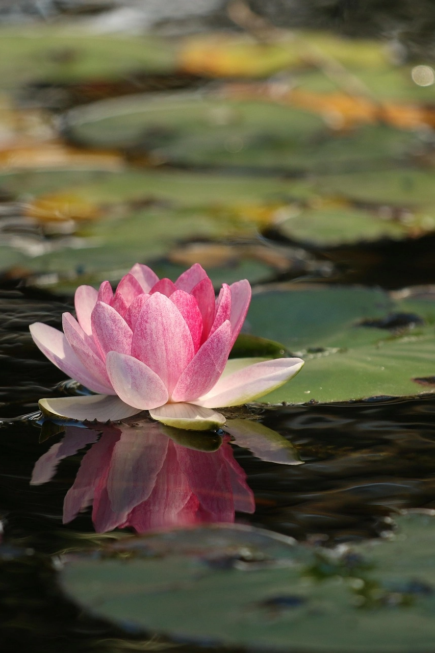 Loutusblume im See - Psychologische Bratung - Branka Kovacevic