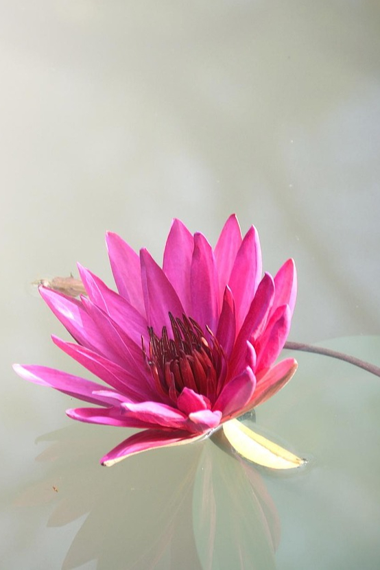 Lotusblume - Branka Kovacevic - Psychologische Beraterin